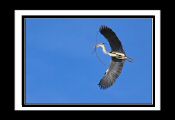 heron_ (13).jpg